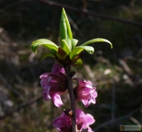 Daphne mezereum: Echter Seidelbast
Familie: Seidelbastgewächse (Thymelaeaceae)